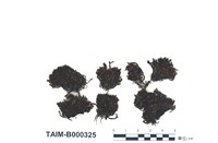 藏品(木靈苔屬)的圖片